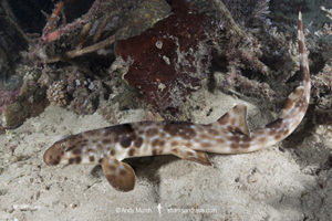 Halmahera Epaulette Shark