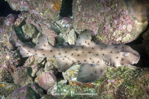 Horn Shark, Heterodontus francisci. Aka California horn shark or Pacific horn shark. Catalina Island, Channel Islands, California. Eastern Pacific.