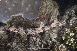 Indonesian Speckled Carpetshark