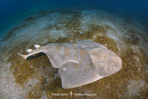 Japanese Angelshark, Squatina japonica. Aka Japanese Angel Shark. Hatsushima Island, Izu Peninsula, Honshu, Sea of Japan.