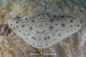 Japanese Butterfly Ray