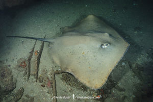 Jenkins' Whipray