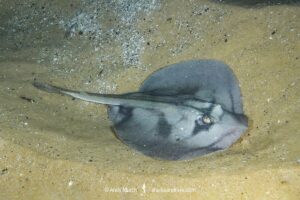 Kapala Stingaree, Urolophus kapalensis. Merimbula, New South Wales, Australia.