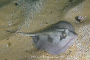 Kapala Stingaree, Urolophus kapalensis. Merimbula, New South Wales, Australia.