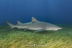 Lemon Shark (Negaprion brevirostris) at Tiger Beach; a popular shark diving spot on Little Bahama Bank in the Northern Caribbean.