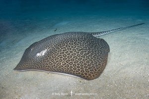 Honeycomb Whipray