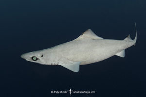 Little Gulper Shark, Centrophorus uyato. Cape Eleuthera, Bahamas, Atlantic Ocean.