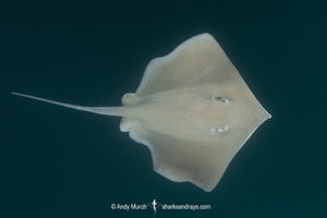 Longnose Stingray, Hypanus guttatus.