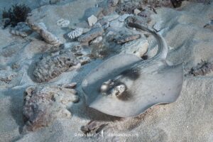 Masked Stingaree, Trygonoptera personata. Rottnest Island, Western Australia, Indian Ocean.