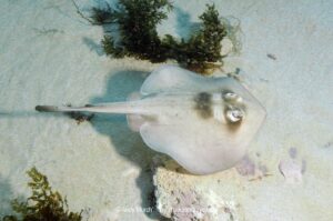 Masked Stingaree, Trygonoptera personata. Rottnest Island, Western Australia, Indian Ocean.