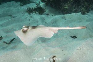 Masked Stingaree, Trygonoptera personata. Rottnest Island, Western Australia, Indian Ocean.