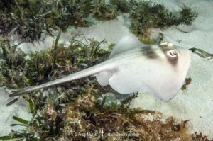 Masked Stingaree, Trygonoptera personata. Rottnest Island, Western Australia, Indian Ocean.