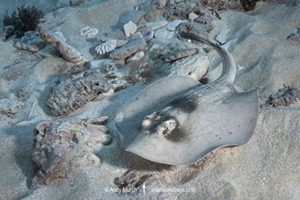 Masked Stingaree, Trygonoptera personata. Rottnest Island, Western Australia, Indian Ocean.
