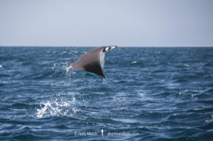 Munk’s devil ray, Mobula munkiana, aka pygmy devilray or smoothtail mobula, known for its spectacular breaches. Sea of Cortez, Cabo Pulmo, Baja, Mexico.