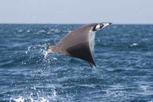 Munk's Devil Ray