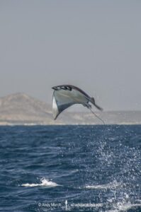 Munk’s devil ray, Mobula munkiana, aka pygmy devilray or smoothtail mobula, known for its spectacular breaches. Sea of Cortez, Cabo Pulmo, Baja, Mexico.