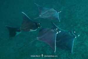 Munk’s devil ray, Mobula munkiana, aka pygmy devilray or smoothtail mobula. Isla San Si Puedes, Midriff Islands, Sea of Cortez, Eastern Pacific.