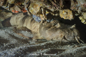 Northern Wobbegong, Orectolobus wardi. Aka Ward’s wobbegong. Exmouth, Western Australia, Indian Ocean.