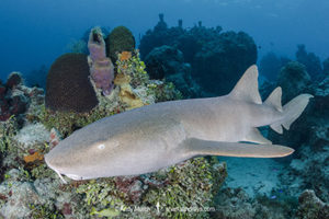Nurse Shark