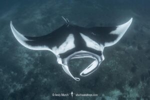 Oceanic Manta Ray, Mobula birostris (previously Manta birostris). White colour variation. Triton Bay, West Papua, Indonesia.
