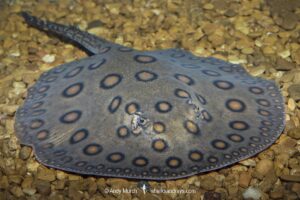Ocellate River Stingray, Potamotrygon motoro. Aka Motoro Ray or Peacock Ray. A popular ray among aquarists because of its vivid markings and general hardiness. A wide ranging freshwater stingray from South America. Captive specimen.