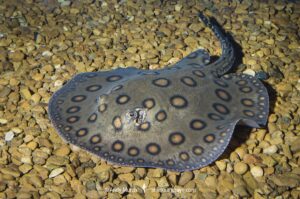Ocellate River Stingray, Potamotrygon motoro. Aka Motoro Ray or Peacock Ray. A popular ray among aquarists because of its vivid markings and general hardiness. A wide ranging freshwater stingray from South America. Captive specimen.