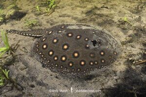 Ocellate River Stingray, Potamotrygon motoro, aka Peacock River Stingray. Rio Salobra, Pantanal, Brazil, South America.