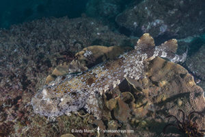 Ornate Wobbegong