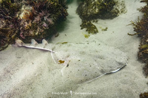 California Angel Shark