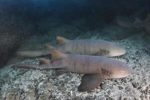 Pacific Nurse Shark, Ginglymostoma unami. Aka Unami Nurse Shark. Playa del Coco, Costa Rica, Eastern Pacific Ocean.