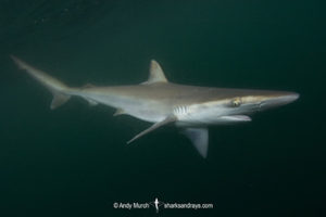 Pacific Sharpnose Shark