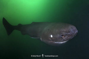 Pacific Sleeper Shark, Somniosus pacificus. A close relative of the Greenland Shark. Prince William Sound, Alaska, North Pacific.