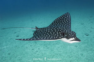 Pacific Eagle Ray, Aetobatus laticeps.