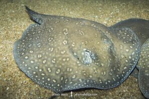 Parnaíba River Stingray, Potamotrygon signata. A freshwater stingray confined to the Parnaíba River watershed in Northern Brazil.