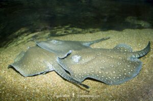 Parnaíba River Stingray, Potamotrygon signata. A freshwater stingray confined to the Parnaíba River watershed in Northern Brazil.