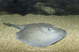 Parnaíba River Stingray, Potamotrygon signata. A freshwater stingray confined to the Parnaíba River watershed in Northern Brazil.