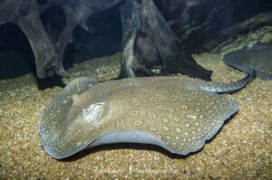 Parnaíba River Stingray, Potamotrygon signata. A freshwater stingray confined to the Parnaíba River watershed in Northern Brazil.