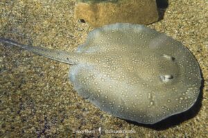 Parnaíba River Stingray, Potamotrygon signata. A freshwater stingray confined to the Parnaíba River watershed in Northern Brazil.