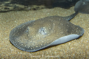 Parnaíba River Stingray