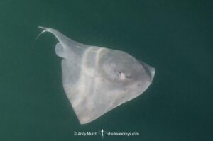 Pelagic Stingray, Pteroplatytrygon violacea. A circumtropical and subtropical pelagic species often found swimming in midwater. La Paz, Sea of Cortez, Mexico.