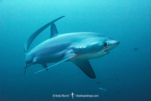 Pelagic Thresher Shark