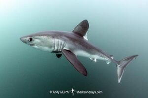 Porbeagle Shark, Lamna nasus.