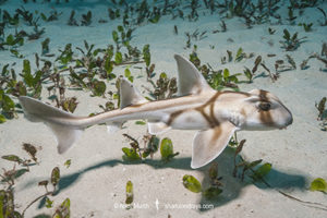 Port Jackson Shark, Heterodontus portusjacksoni.