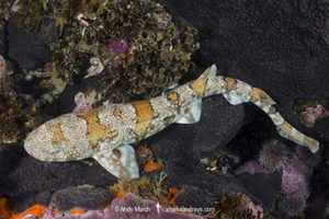 Puffadder Shyshark