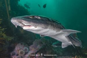 Pyjama Shark, lined catshark, Poroderma africanum, Miller's Point, Simon's Town, Cape Province, South Africa.