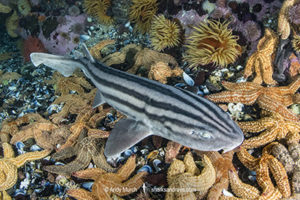 Pyjama Catshark