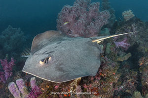 Red stingray, Hemitrygon akajei.