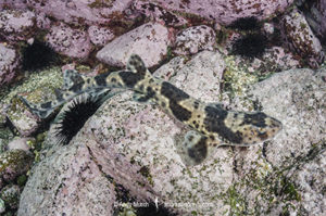 Redspotted Catshark, Schroederichthys chilensis, Las Tacas, Chile, Eastern Pacific Ocean.
