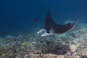 Reef Manta Ray, Mobula alfredi, Nuku Hiva, Marquisas Archipelago, French Polynesia, South Pacific Ocean.