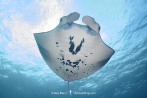 Reef Manta Ray, Mobula alfredi, Nuku Hiva, Marquisas Archipelago, French Polynesia, South Pacific Ocean.